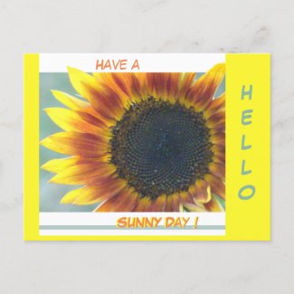 Yellow Orange Sunflower Cust. HELLO Postcard