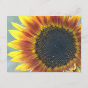 Yellow Orange Sunflower DIY Postcard