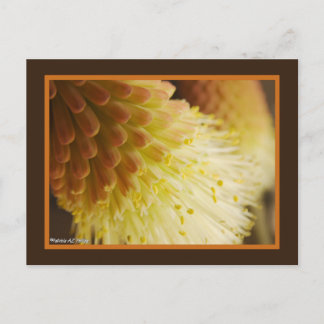 Yellow Orange Torch Lily Flowers Close-Up Photo Postcard