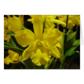 Yellow orchid (Front Horizontal)