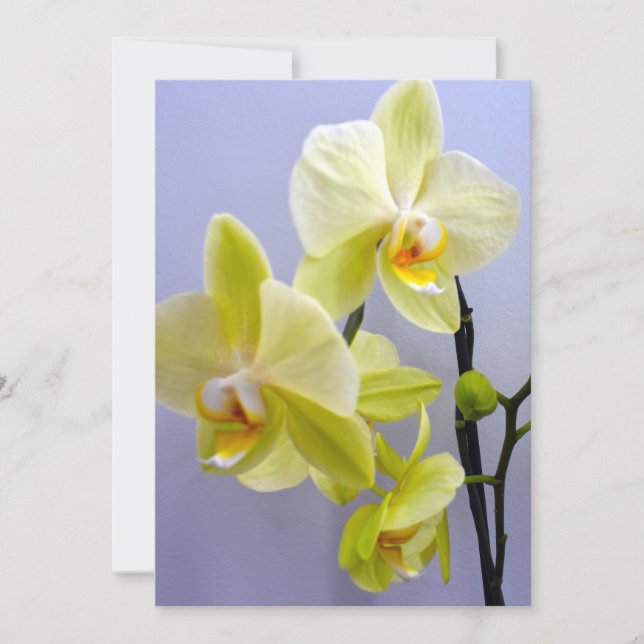 Yellow Orchid Blank Inside Greeting Card For Any O (Front)