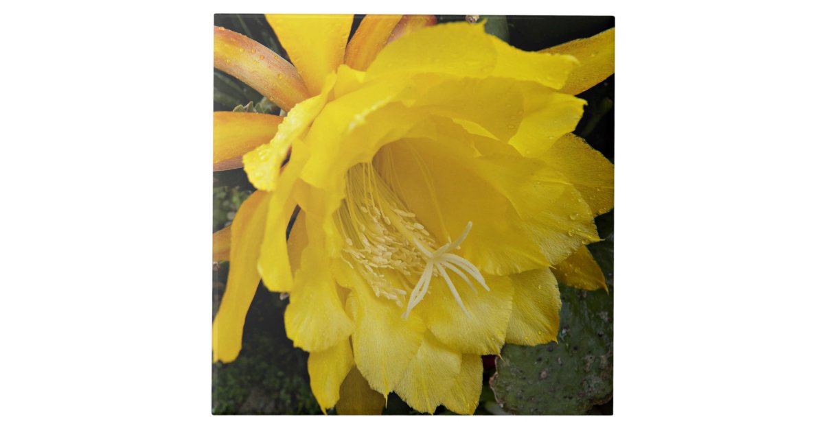 Yellow Orchid Cactus Bloom Floral Photo Ceramic Tile ...