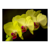 Yellow Orchid - Card (Front Horizontal)