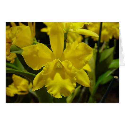 Yellow orchid cards (Front Horizontal)