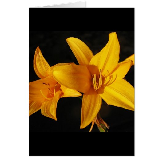 Yellow Orchid Cards (Front)
