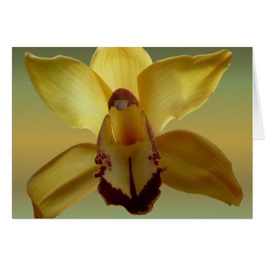 Yellow Orchid Cards (Front Horizontal)