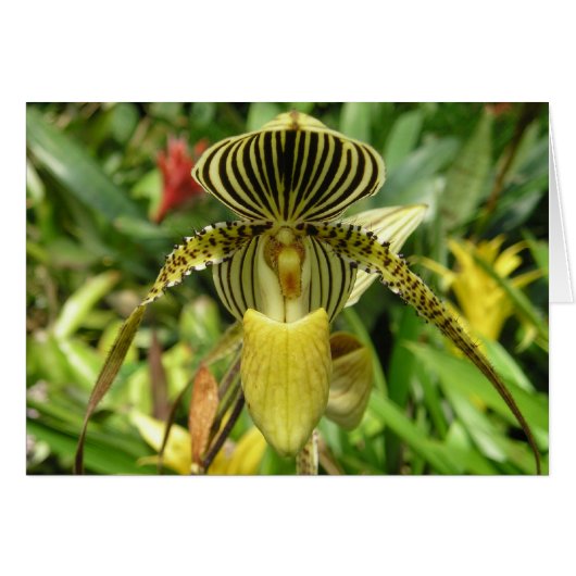 Yellow Orchid Flower Card (Front Horizontal)