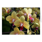 Yellow orchid flowers (Front Horizontal)
