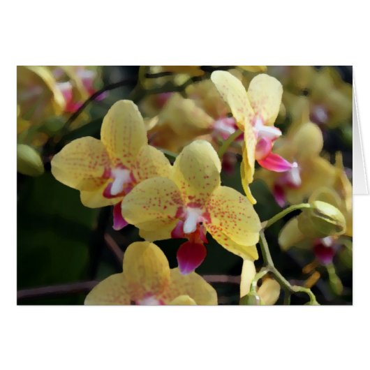 Yellow orchid flowers (Front Horizontal)