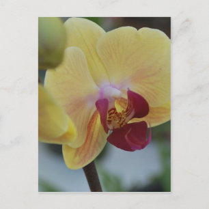 Yellow Orchid from Gardenfest 2011 Postcard
