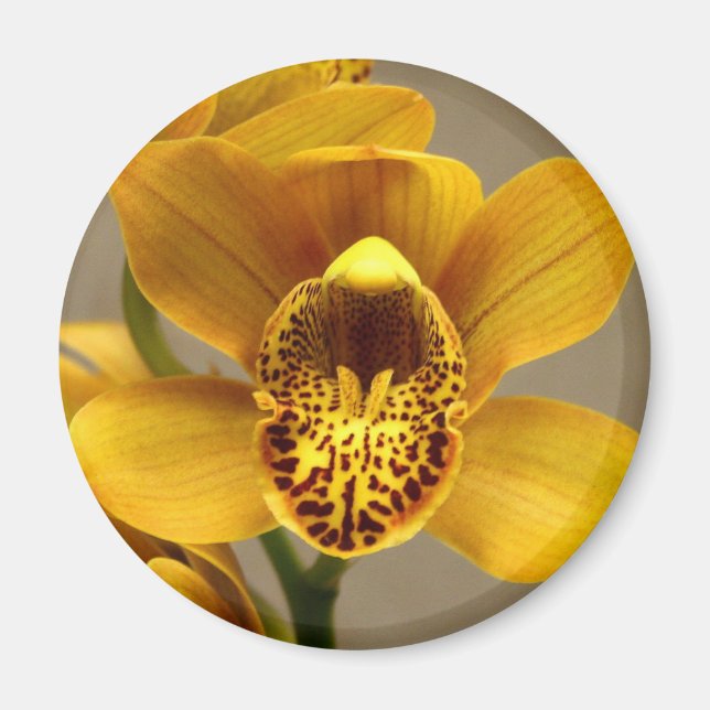 Yellow Orchid magnet (Front)
