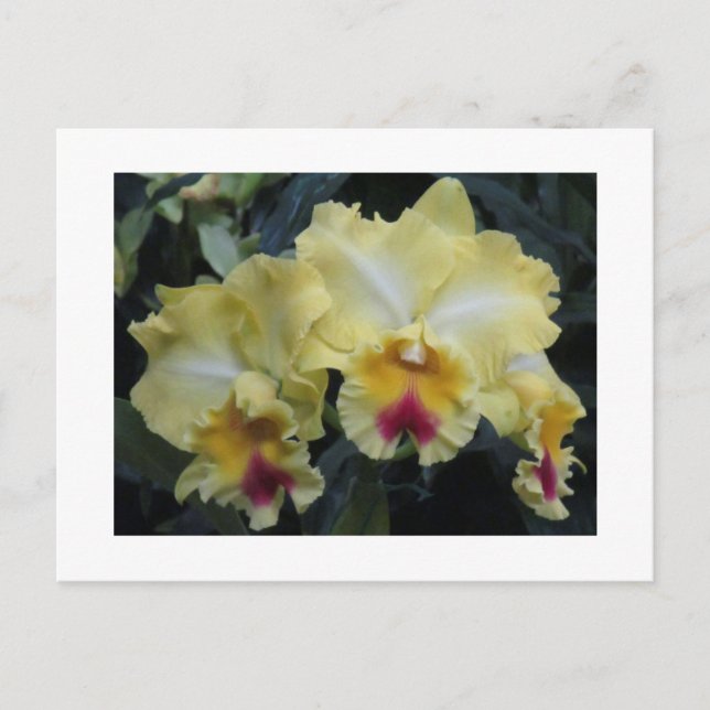 Yellow orchid postcard (Front)