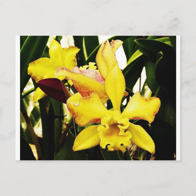 Yellow orchid postcard (Front)