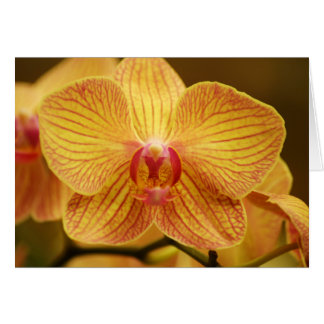 Yellow Orchid with Pink Stripes Cards