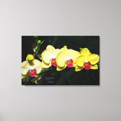 Yellow Orchids and dew drops Canvas Print