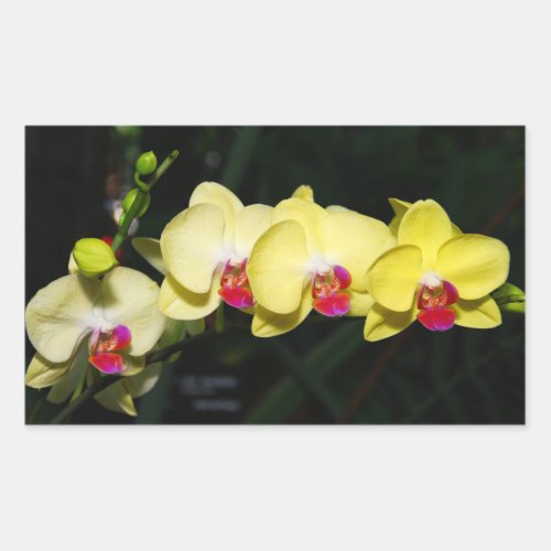 Yellow Orchids and dew drops Rectangular Sticker