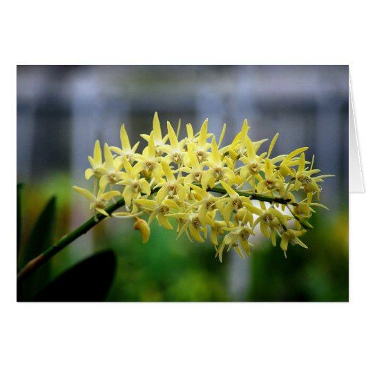 Yellow Orchids Card (Front Horizontal)