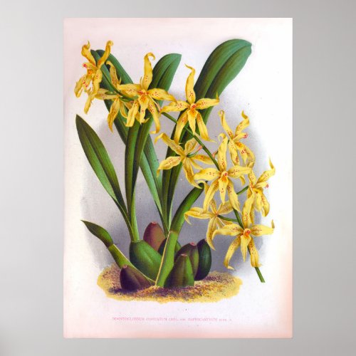 Yellow Orchids Vintage Odontoglossun Ordoratum Poster