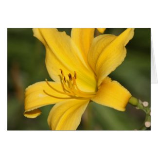Yellow ornamental lily card