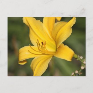 Yellow ornamental lily postcard
