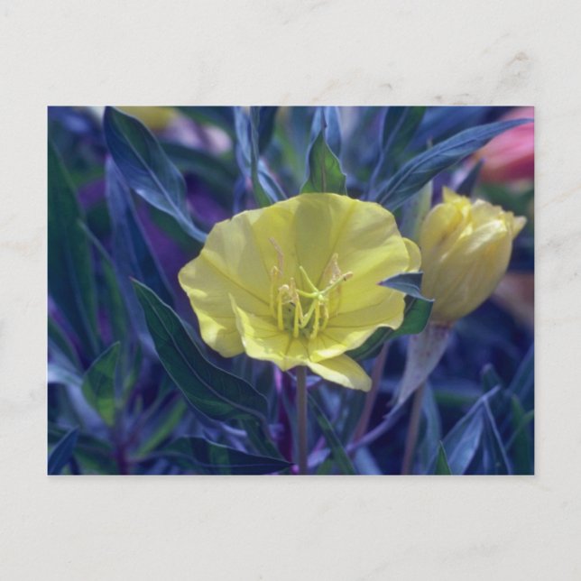 yellow Ozark Sundrops, (Oenothera Macrocarpa) flow Postcard (Front)