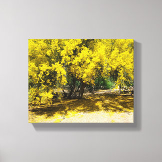 Yellow Palo Verde Tree Canvas Print