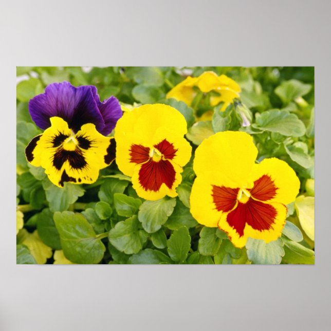 yellow Pansies flowers Poster (Front)