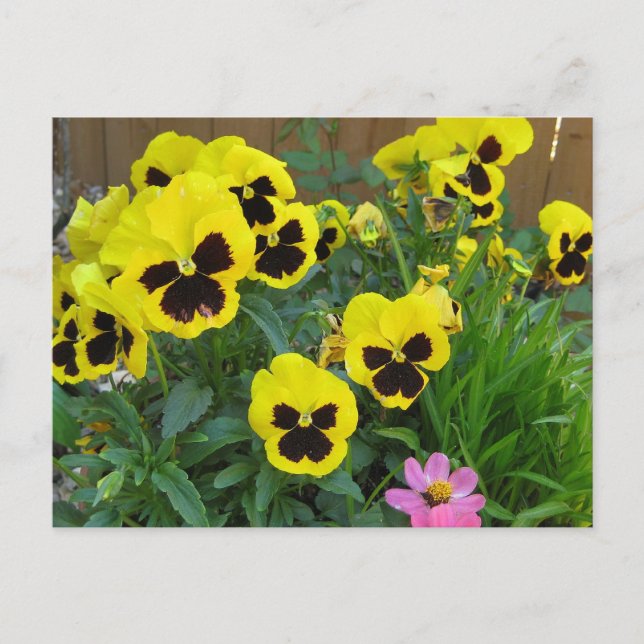 Yellow Pansies Postcard (Front)