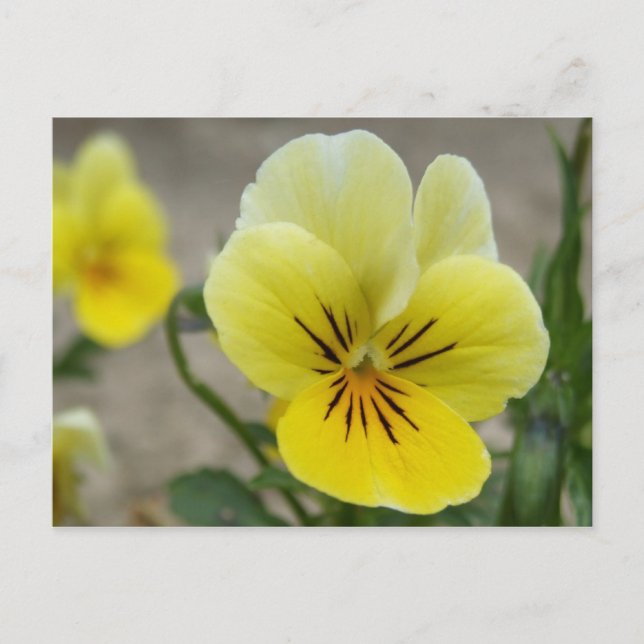 Yellow Pansies Postcard (Front)