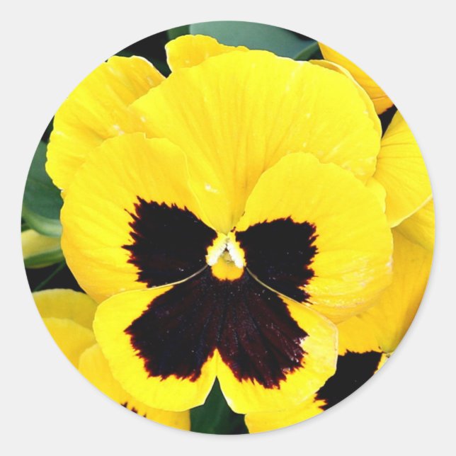 Yellow Pansy Classic Round Sticker (Front)