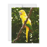 Yellow Parrot