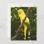 Yellow Parrot
