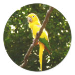 Yellow Parrot Classic Round Sticker