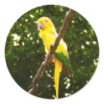 Yellow Parrot Classic Round Sticker