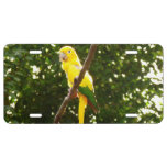 Yellow Parrot License Plate