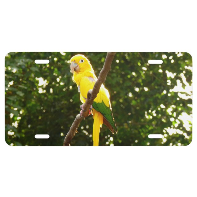 Yellow Parrot License Plate (Front)