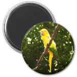 Yellow Parrot Magnet