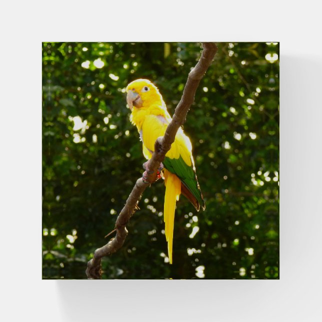 Yellow Parrot Paperweight (Front)