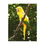 Yellow Parrot Postcard