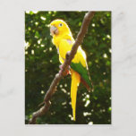 Yellow Parrot Postcard