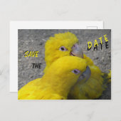 Yellow Parrots Couple SAVE the DATE Postcard (Front/Back)