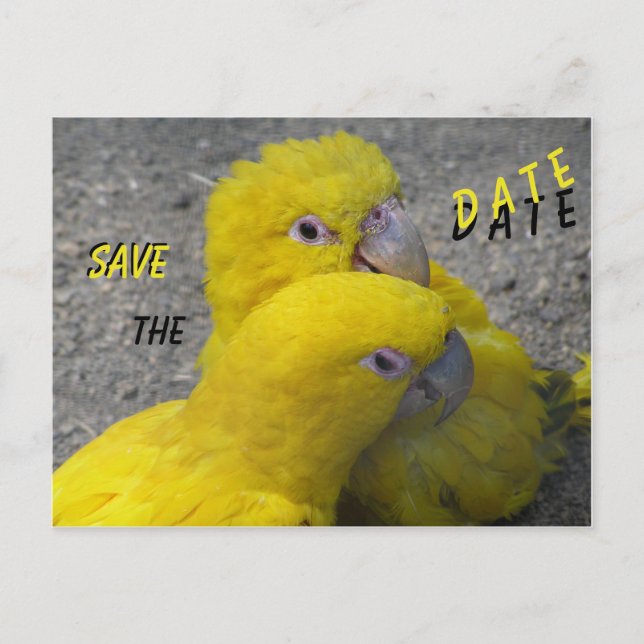 Yellow Parrots Couple SAVE the DATE Postcard (Front)