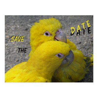 Yellow Parrots Couple SAVE the DATE Postcard