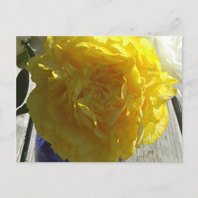 Yellow Peonies Postcard (Front)