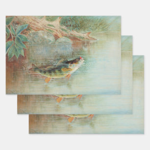 Yellow Perch by S.A. Kilbourne, Vintage Fish Wrapping Paper Sheets