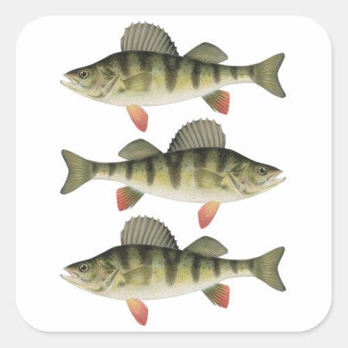 Yellow Perch Fishing Adventure Square Sticker