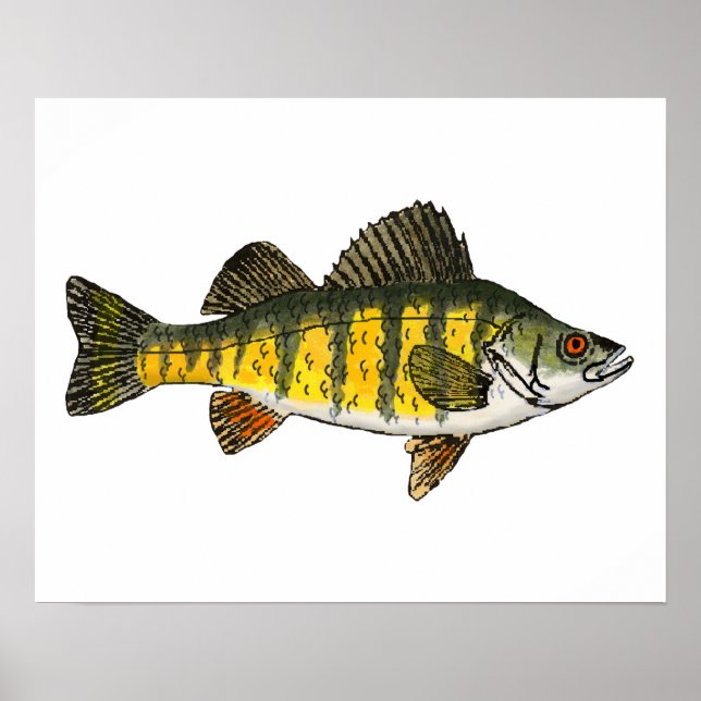 Yellow Perch Poster (Front)