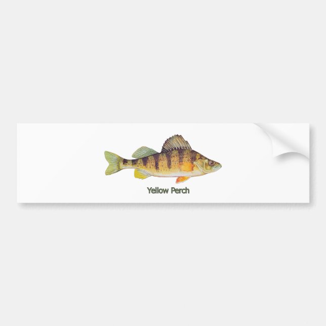 Yellow Perch (titled) Bumper Sticker (Front)
