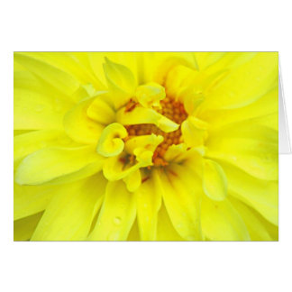 Yellow Petals Cards