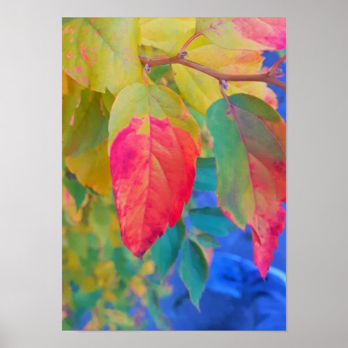 Yellow Pink and Green Leaves Poster